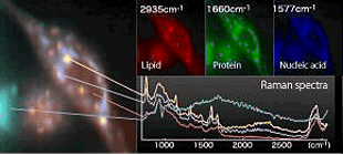 面掃描共聚焦拉曼系統(tǒng)